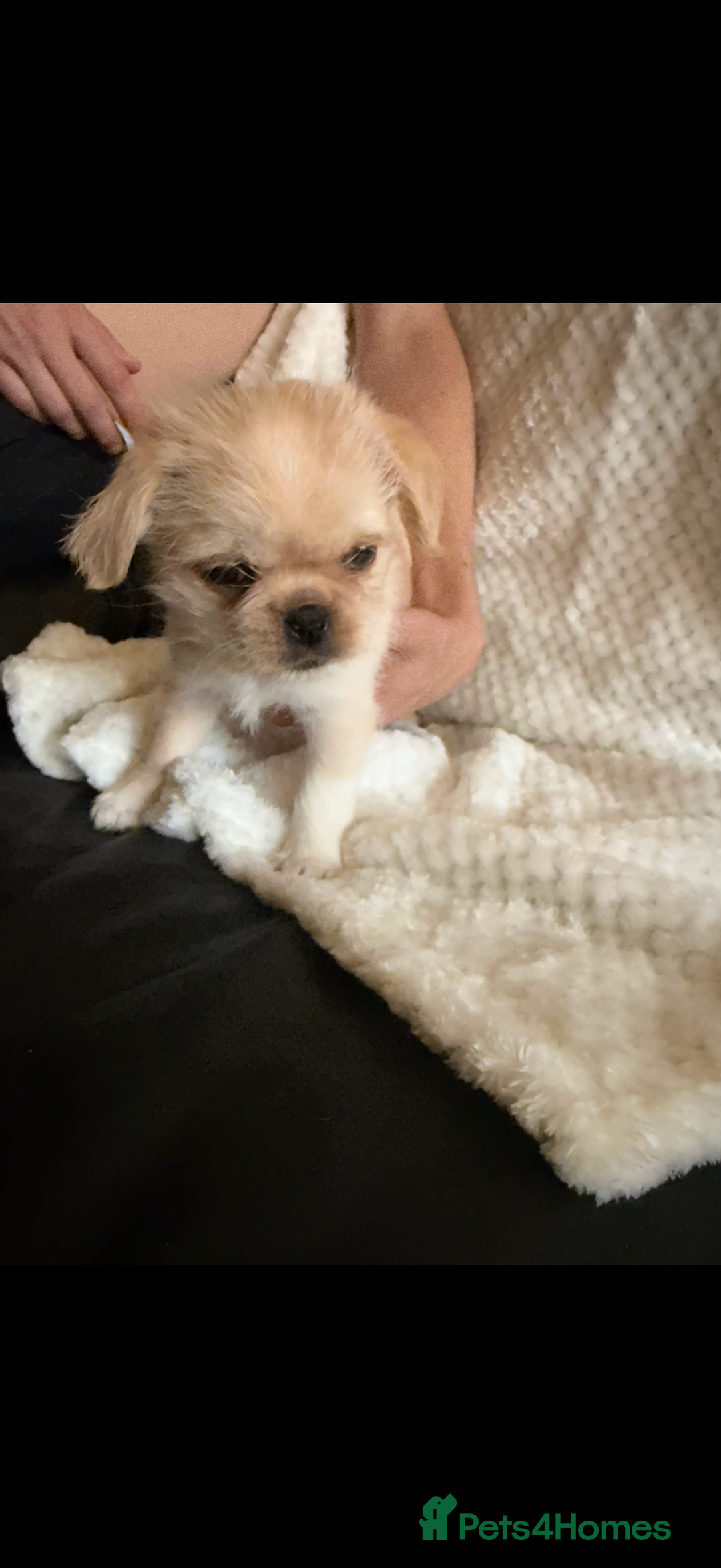 Mixed Breed dogs for sale: Pug mix - Image 8
