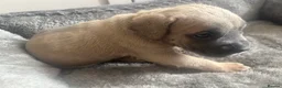 Cane Corso dogs for sale: Cane corso  - Advert 9