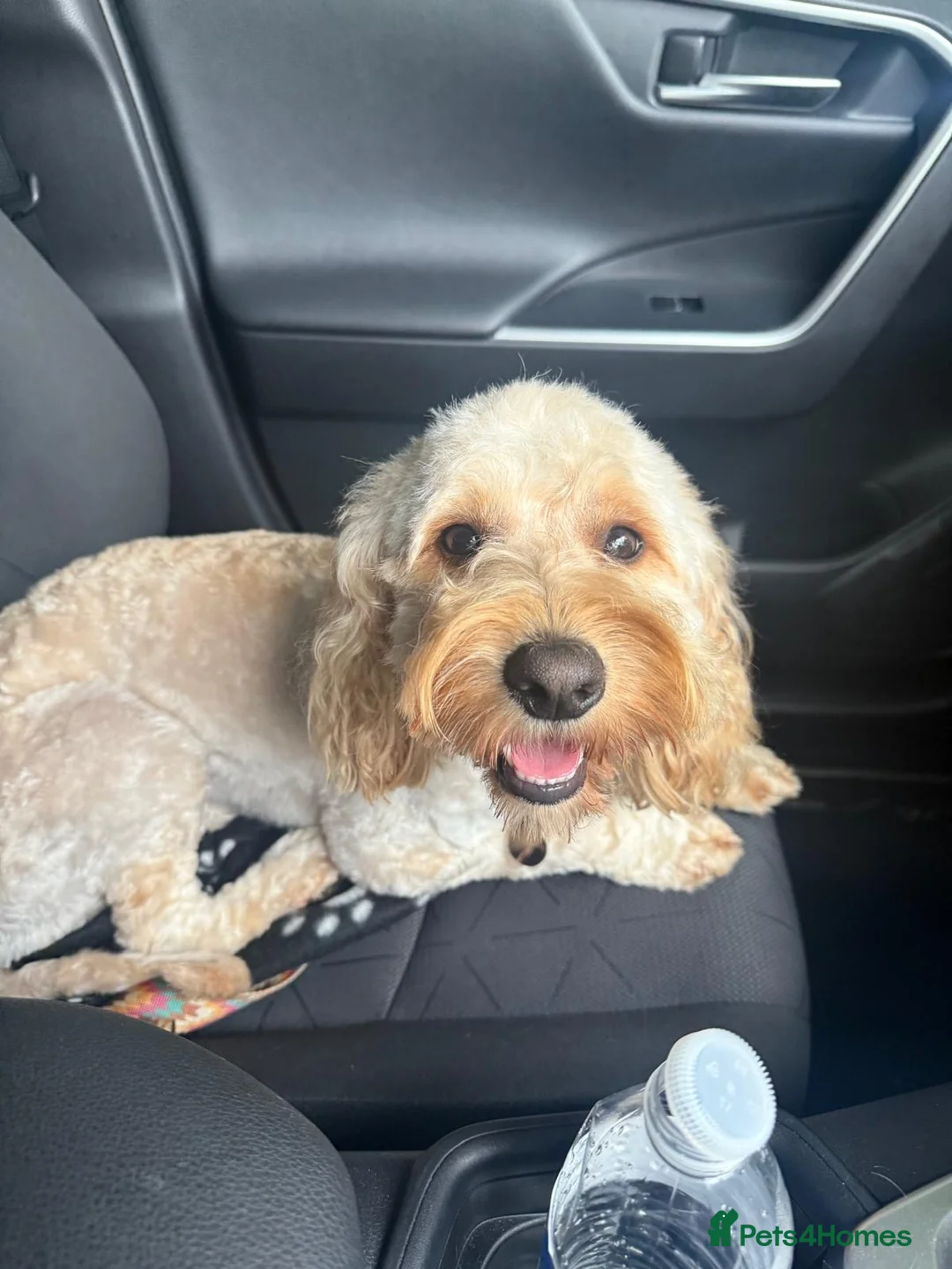 Cockapoo dogs for stud: Cockapoo available for stud - Advert 11