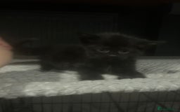 Mixed Breed cats for sale: black kittens ready to leave  - Image 3