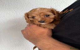 Cavapoo dogs for sale: 6 Beautiful Toy Cavapoo Girls  - Image 7