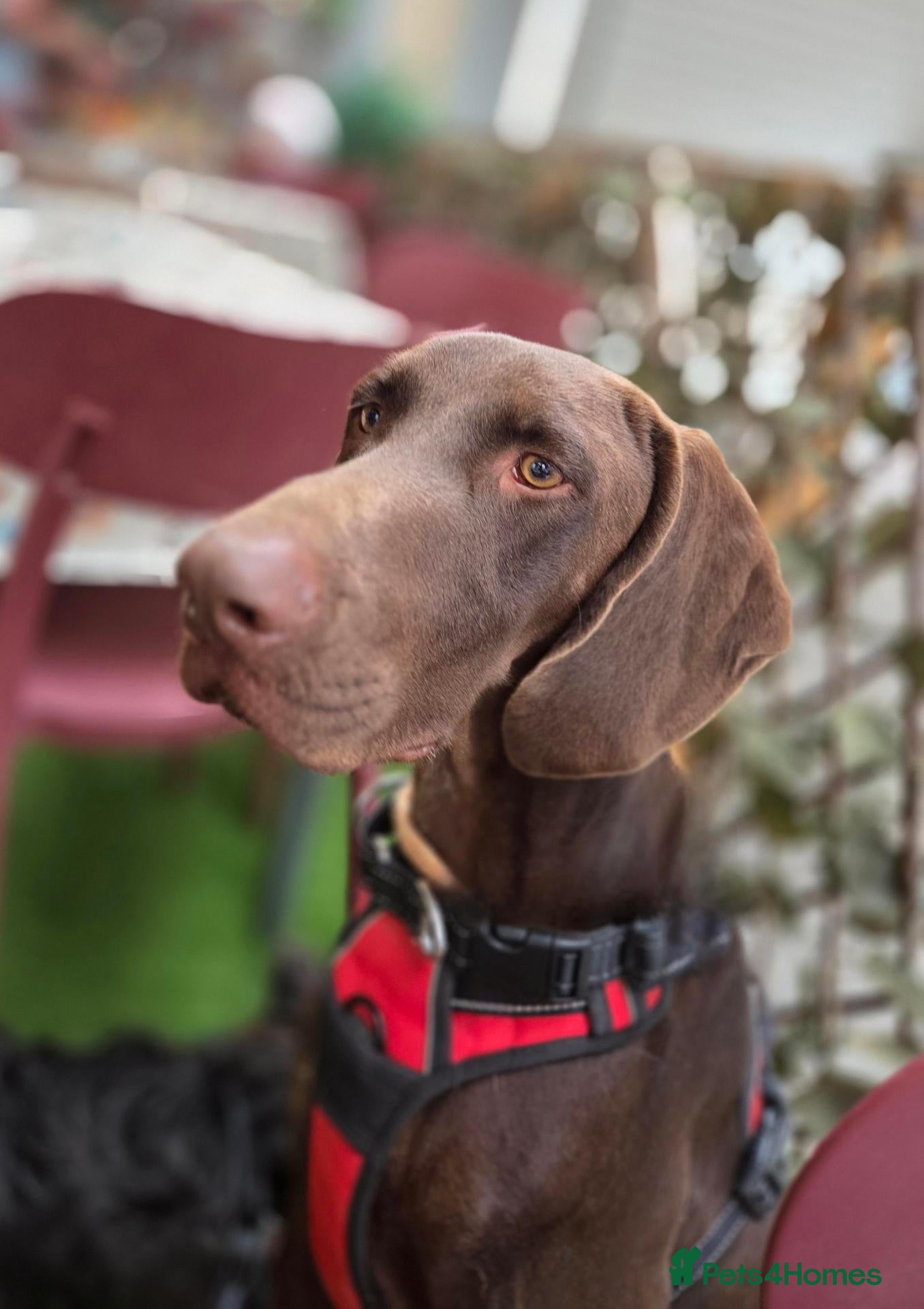 German Shorthaired Pointer dogs Ferran - Beautiful goofy boy  - Advert 2