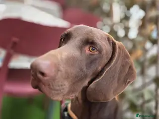 German Shorthaired Pointer dogs Ferran - Beautiful goofy boy - Advert 2