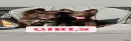 German Shepherd dogs for sale: CHOCOLATE AND TAN LONG COATED GERMAN SHEPARDS  in West Malling - Advert 24