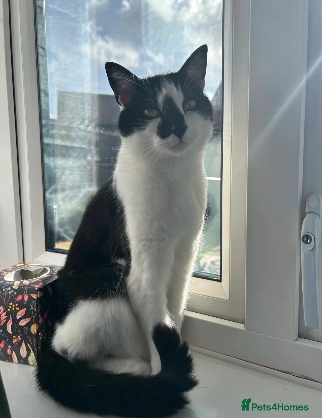 Mixed Breed cats for sale: Beautiful boy looking for his forever home  - Advert 11