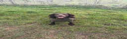Cocker Spaniel dogs for sale: Working Cocker Spaniel Puppies  - Advert 11