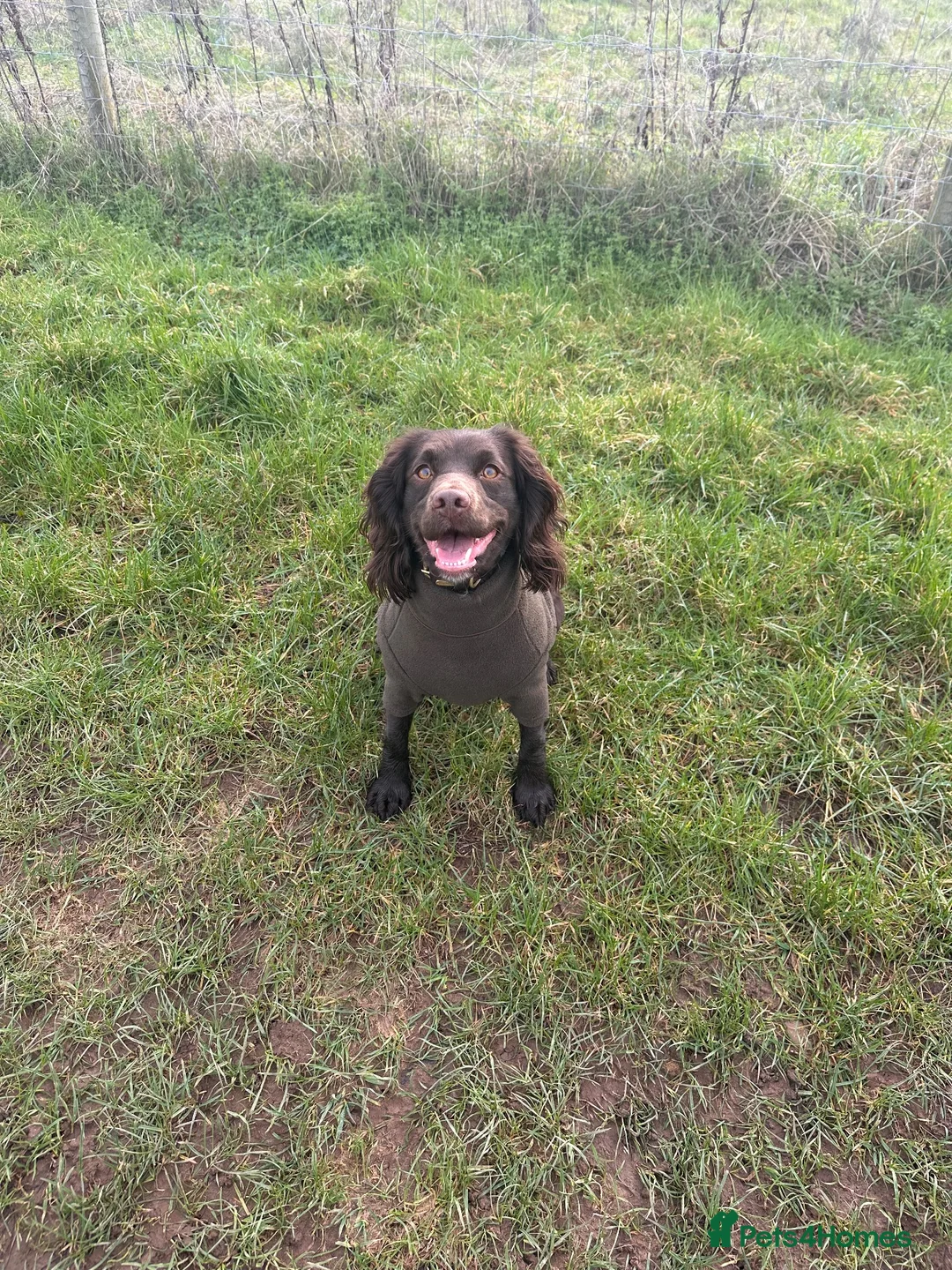 Cocker Spaniel dogs for sale: Working Cocker Spaniel Puppies  - Advert 11