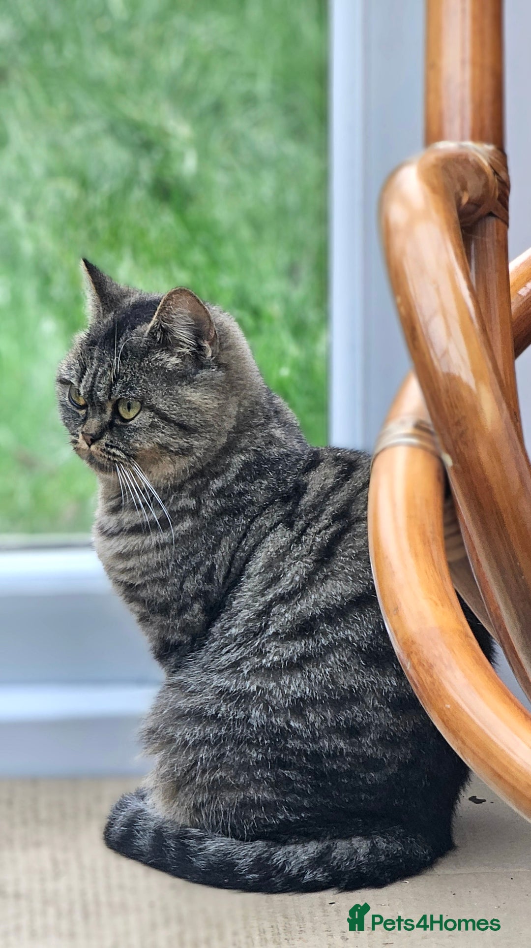 British Shorthair cats for sale: Beautiful Pure British Shorthair Golden Tabby Cat - Advert 6