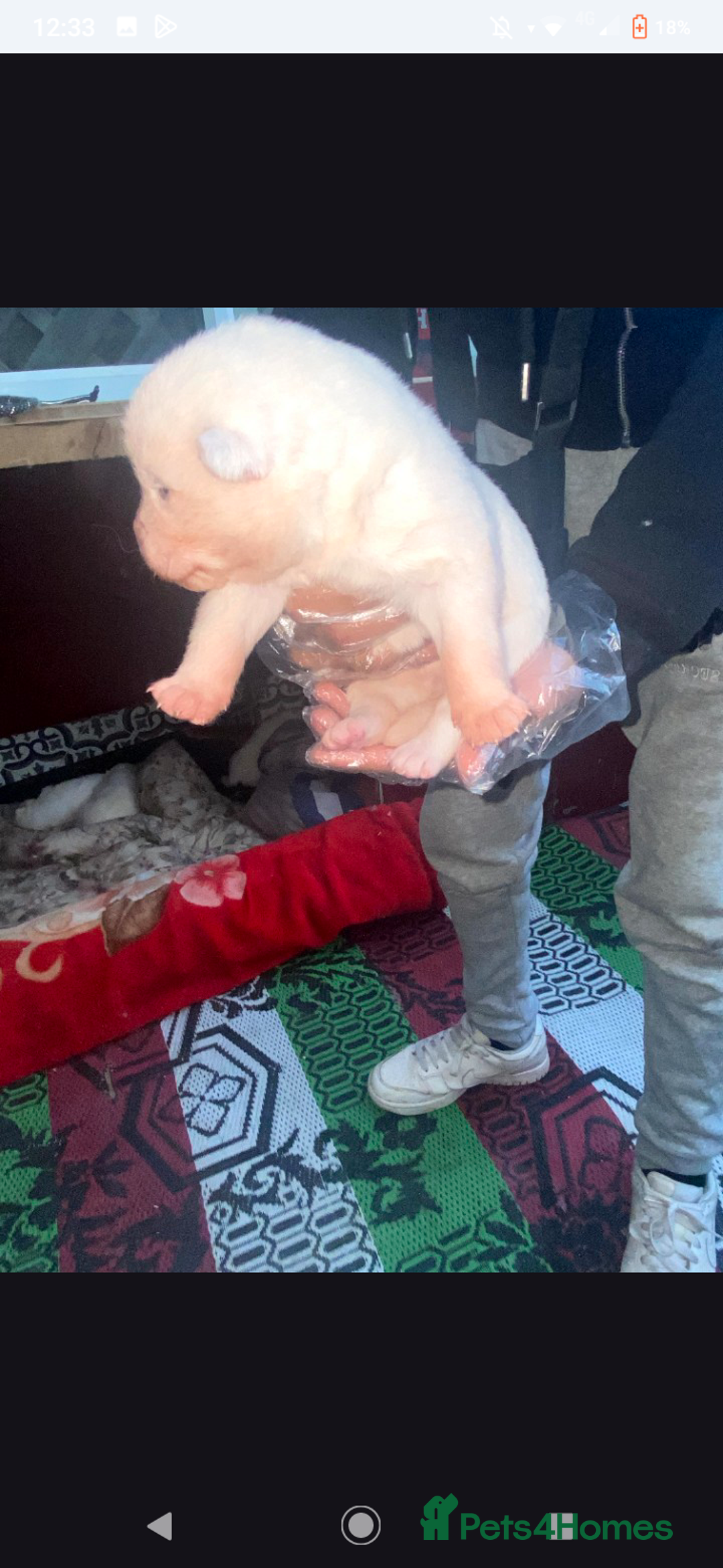 Japanese Akita Inu dogs for sale: Japanese Akita Puppies  - Advert 5