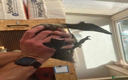 Chickens poultry for sale: Silkies - ducklings - Drakes - Advert 4