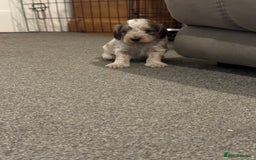 Cockapoo dogs for sale: Cockapoo puppies  - Image 13