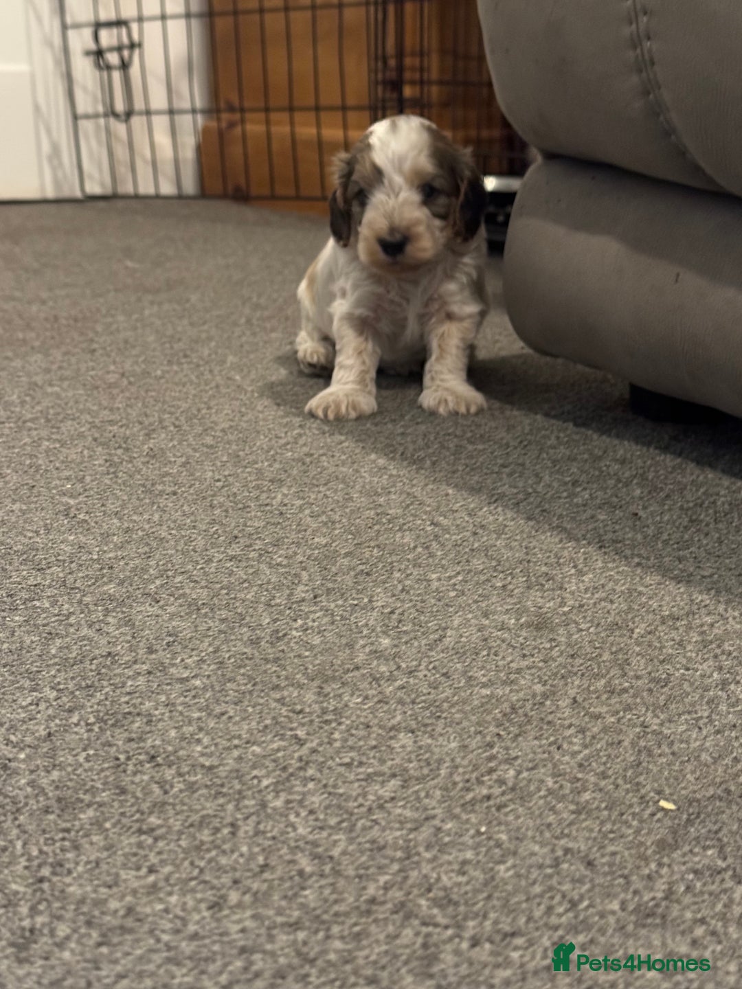 Cockapoo dogs for sale: Cockapoo puppies  - Image 13