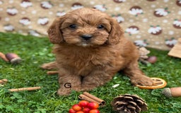 Cavapoo dogs for sale: Cavapoo *Ready 15th Nov* - Image 3