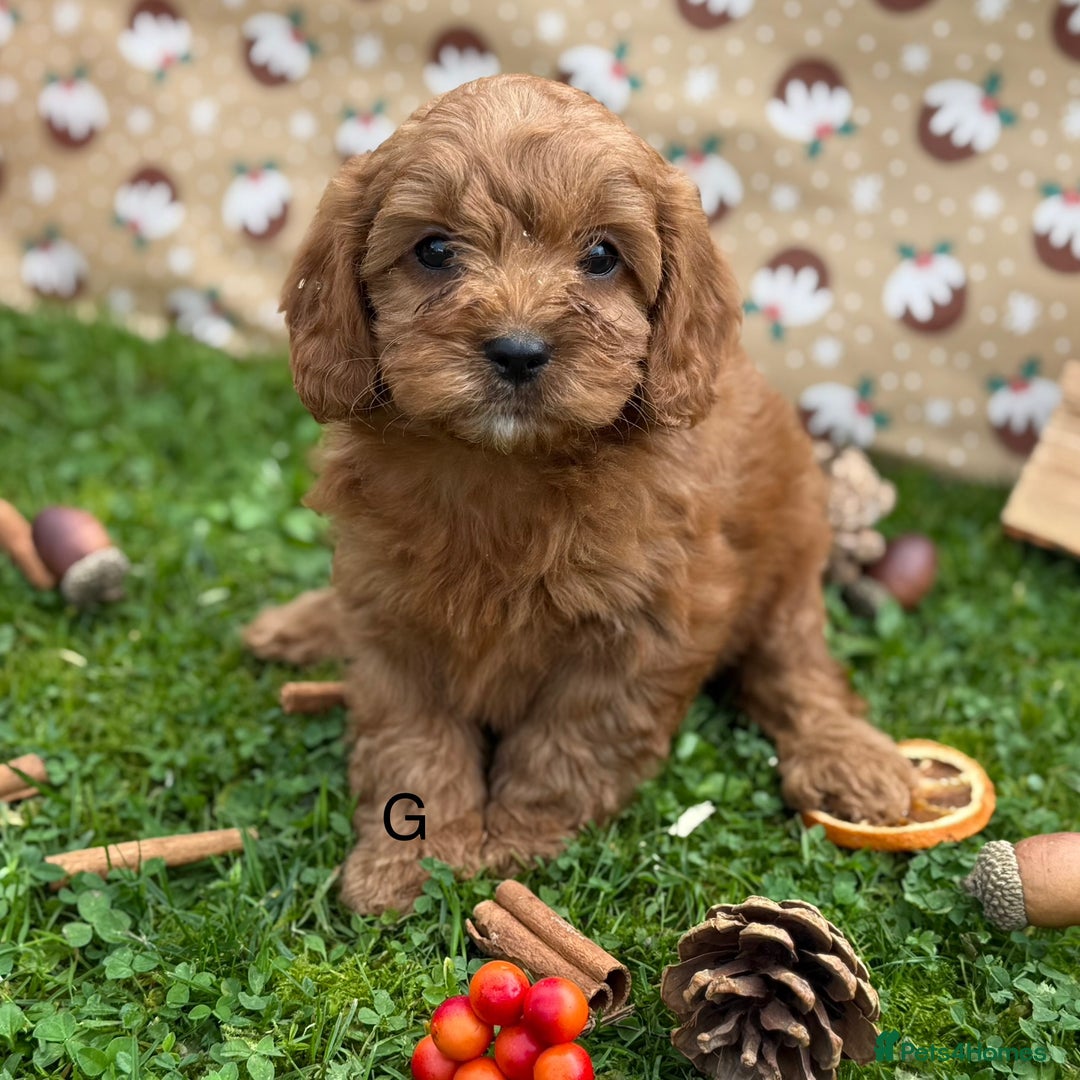 Cavapoo dogs for sale: Cavapoo *Ready 15th Nov* - Image 3