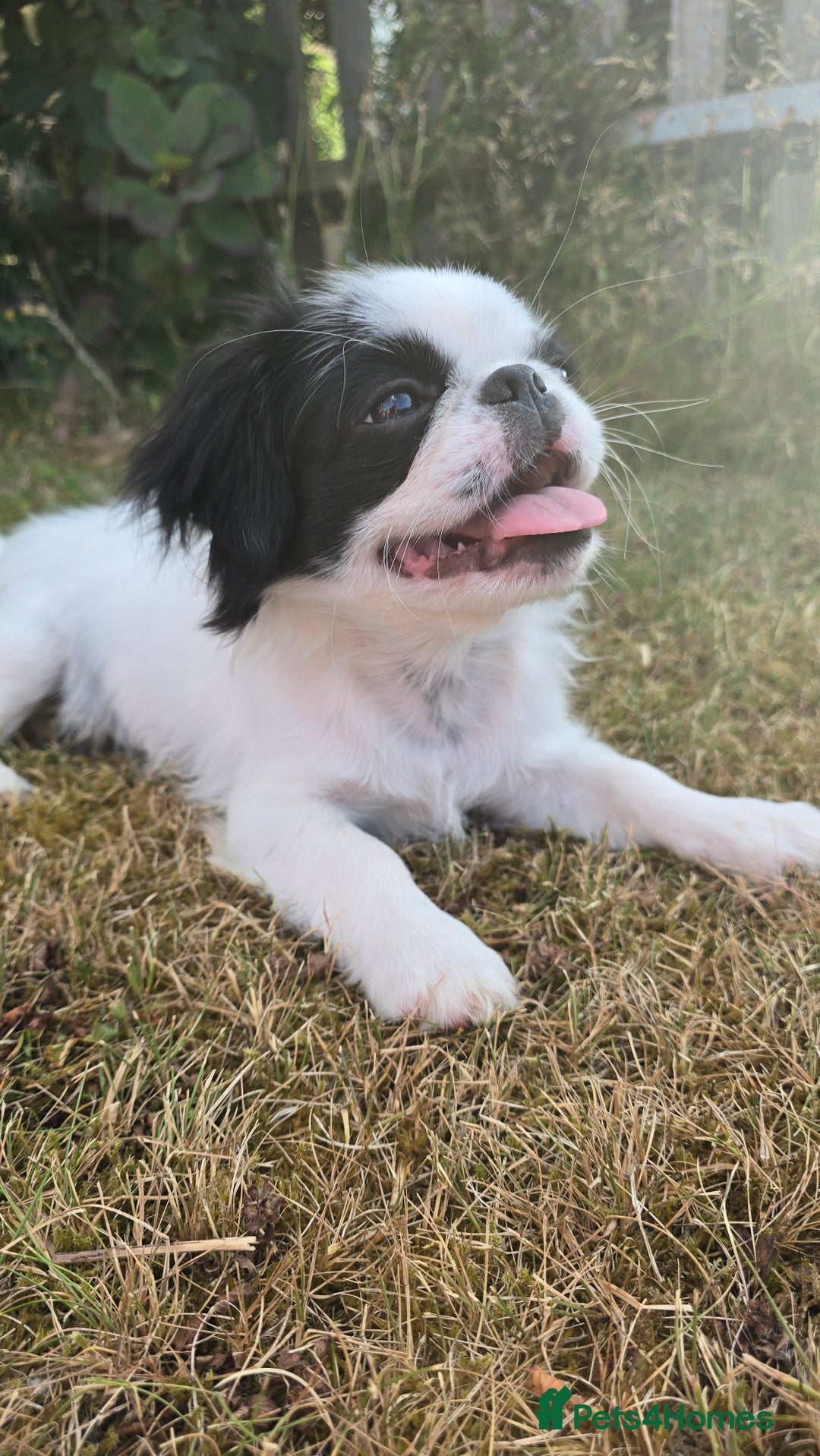 Pekingese dogs for sale: Pekinese female  - Image 1