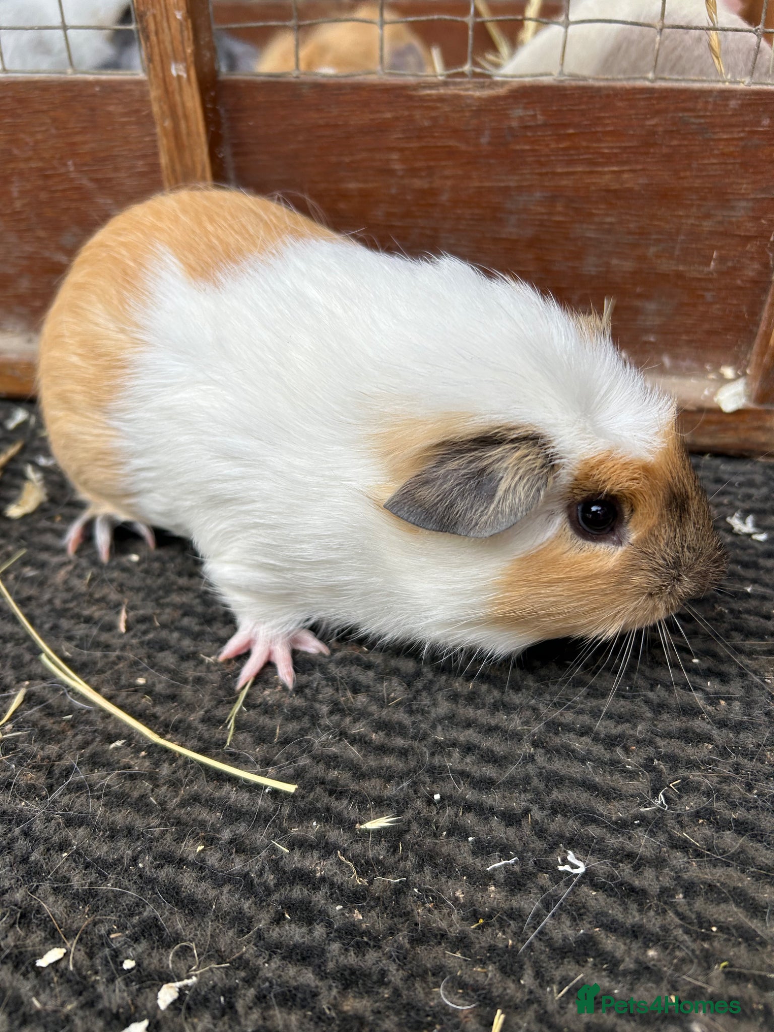 Guinea Pig rodents Guinea pigs - Advert 9