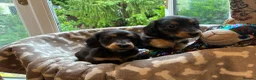 Miniature Dachshund dogs for sale: Two female LH MINI DACHSHUND pups PRA CLEAR ,  - Advert 8