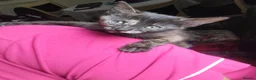 British Shorthair cats for sale: 1 beautiful black girl kitten  - Advert 3