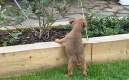 Mixed Breed dogs for sale: Working Lakeland x Patterdale  - Image 4