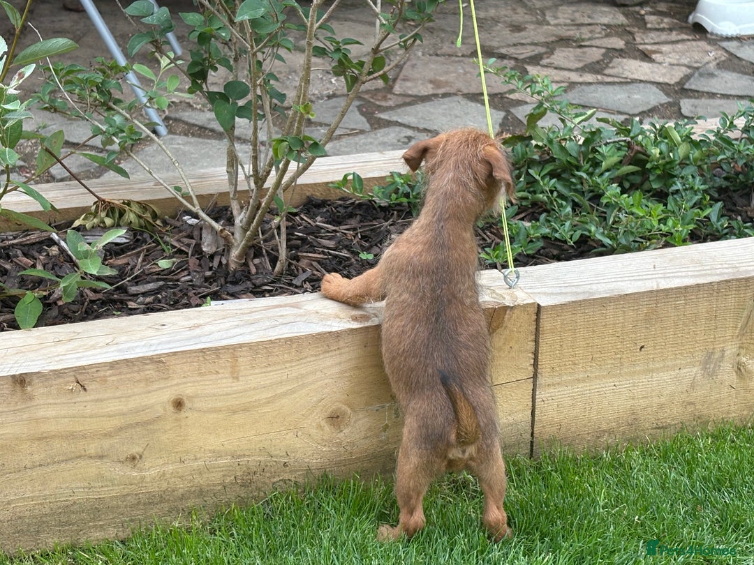 Mixed Breed dogs for sale: Working Lakeland x Patterdale  - Image 4