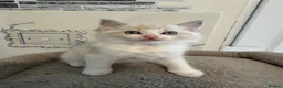 Ragdoll cats for sale: Beautiful Ragdoll Kittens - Advert 20