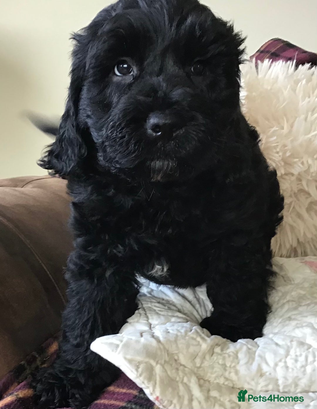 Newfypoo dogs for sale: AMAZING NEWFYPOO TEDDYBEARS  - Image 6