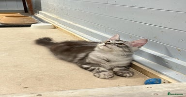 Maine Coon cats - Advert 5