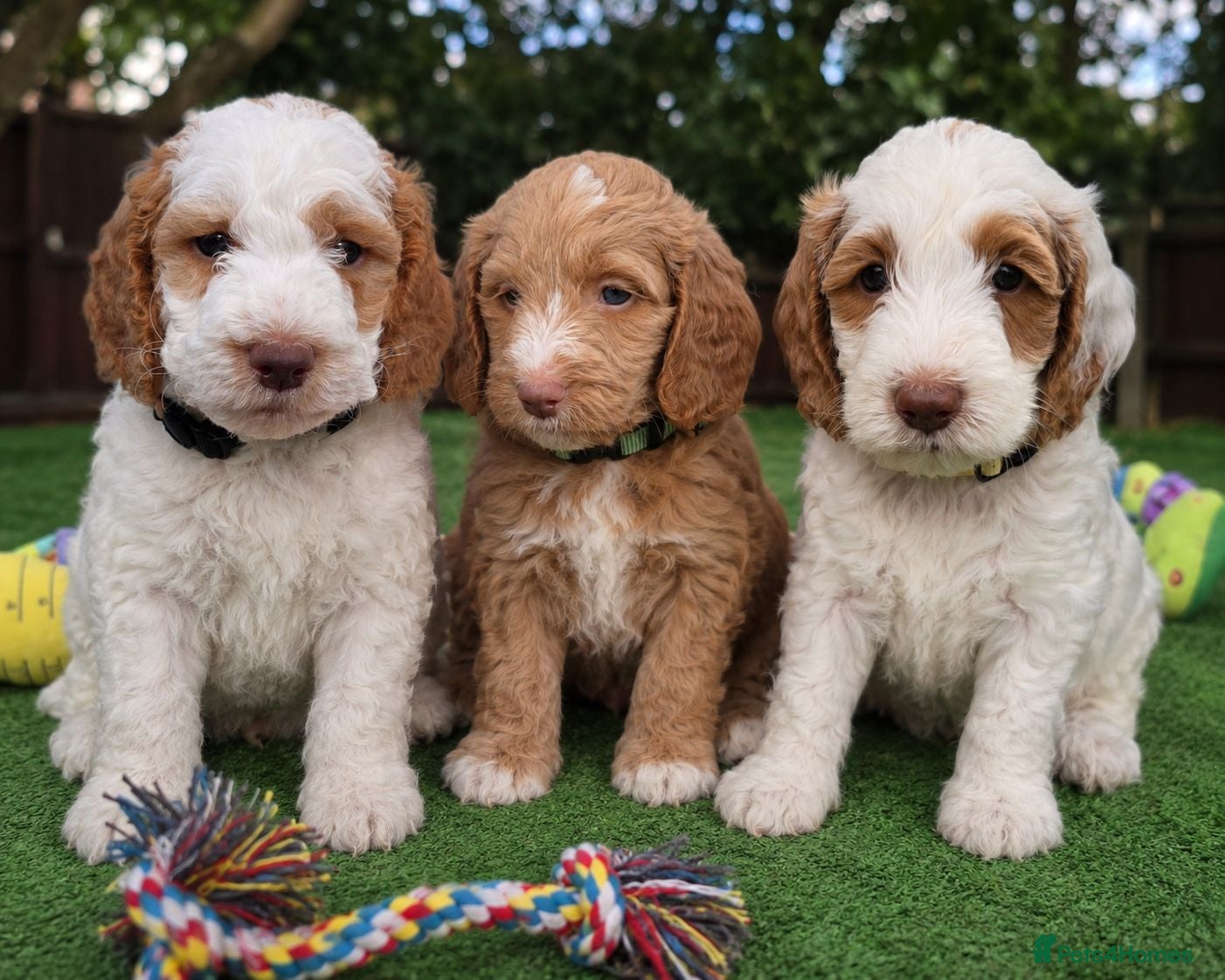 Cockapoo dogs Apricots Parti Most loved Cockapoo Puppies - Advert 2