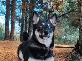 German Shepherd dogs JULIA – German Shepherd (Female) - Advert 9