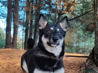 German Shepherd dogs JULIA – German Shepherd (Female) - Advert 7