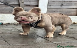 French Bulldog dogs for sale: French Bulldog Visual fluffies - Advert 37
