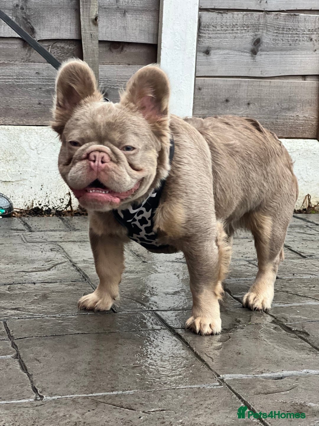 French Bulldog dogs for sale: French Bulldog Visual fluffies - Advert 37