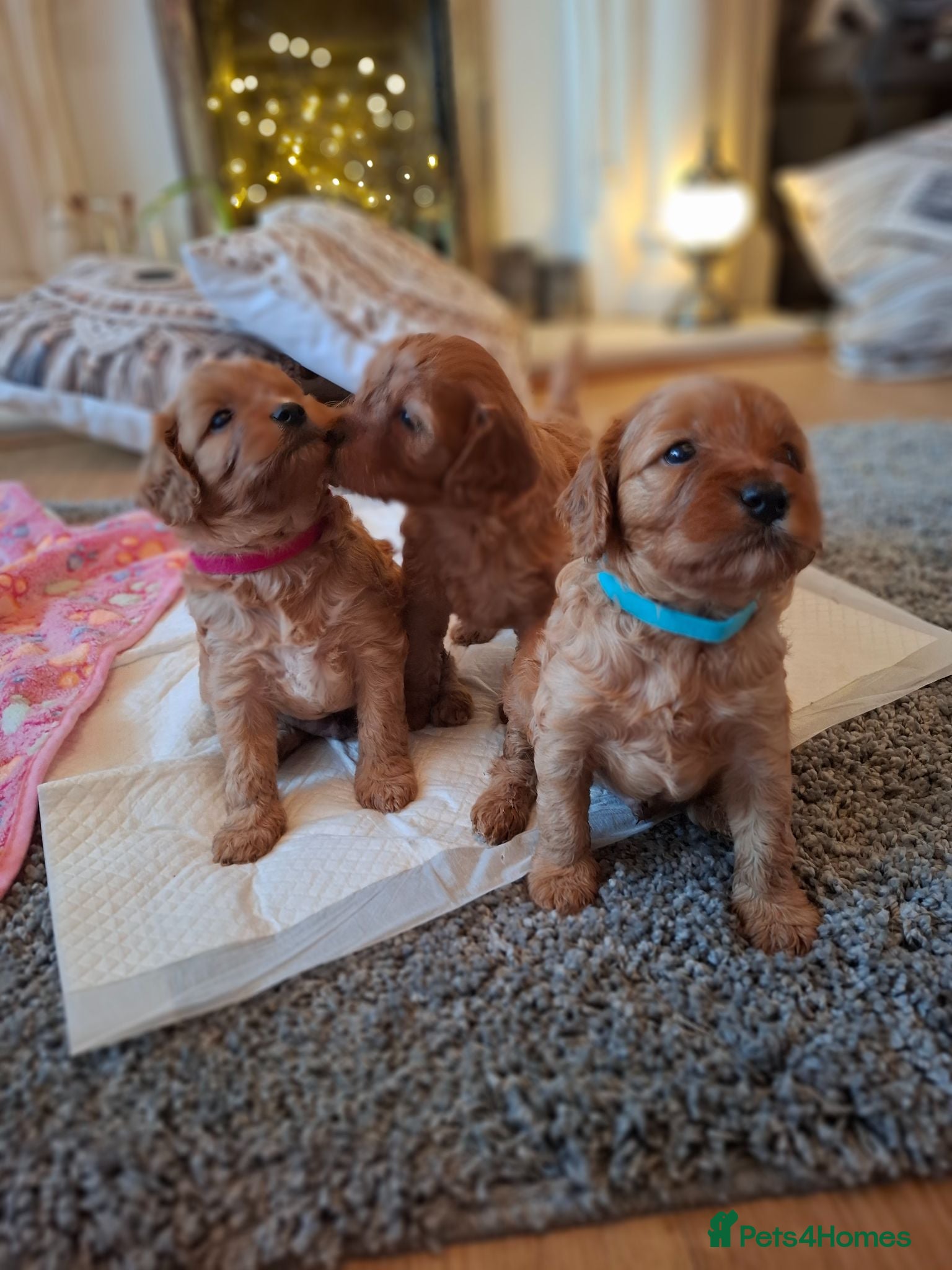 Cavapoo dogs Beautiful F1 Cavapoo Boys Available 🐶❤️ apricot - Advert 2