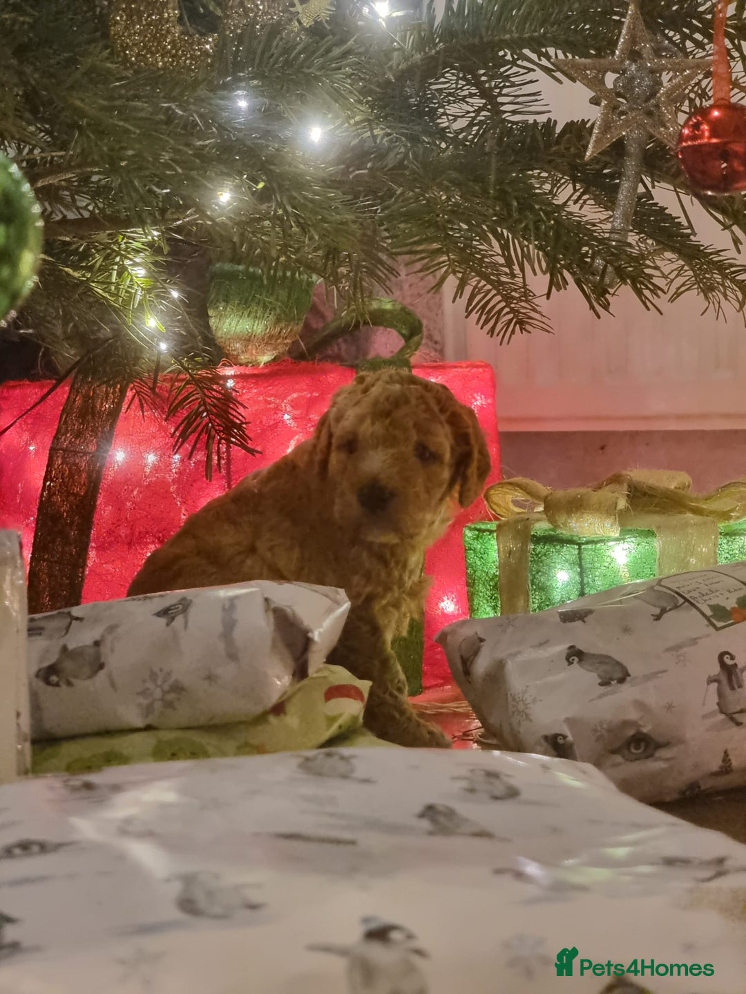 Australian Labradoodle dogs for sale: LAST ONE BOY - Australian Labradoodle Puppies  - Advert 10