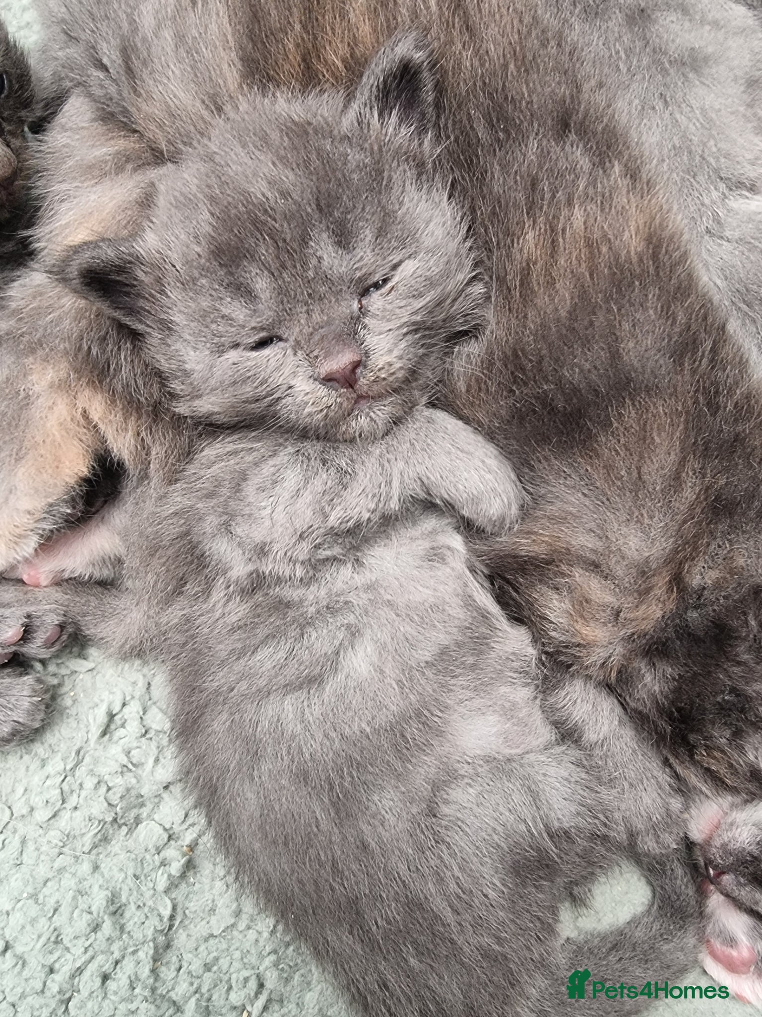 Maine Coon cats Maine Coon X Ragdoll Kittens - Advert 7