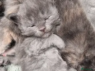 Maine Coon cats Maine Coon X Ragdoll Kittens - Advert 7