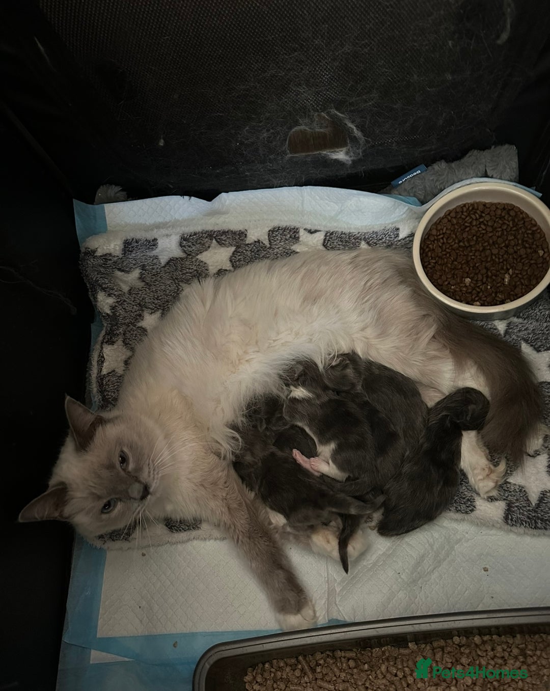 Maine Coon cats for sale: Mainecoon  - Image 9