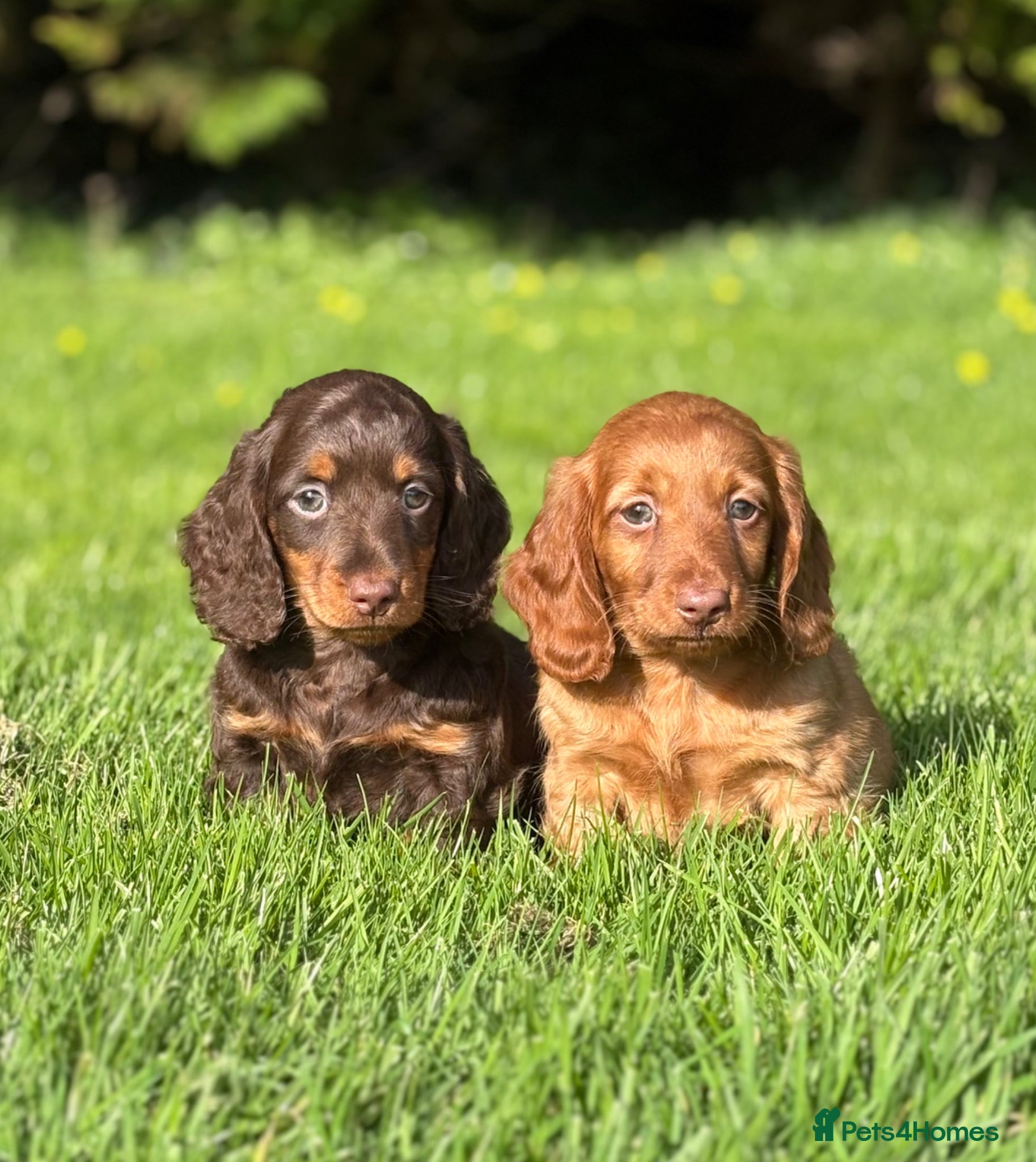 Dachshund dogs Adorable long haired miniature dachshund puppies  - Advert 4