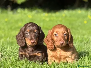 Dachshund dogs Adorable long haired miniature dachshund puppies - Advert 4