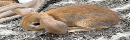 Mini Lop rabbits for sale: Beautiful Mini Lop Baby Rabbits🐇❤️ in Coalville - Advert 22