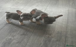 French Bulldog dogs for sale: French Bulldog Fur Babies  - Image 13