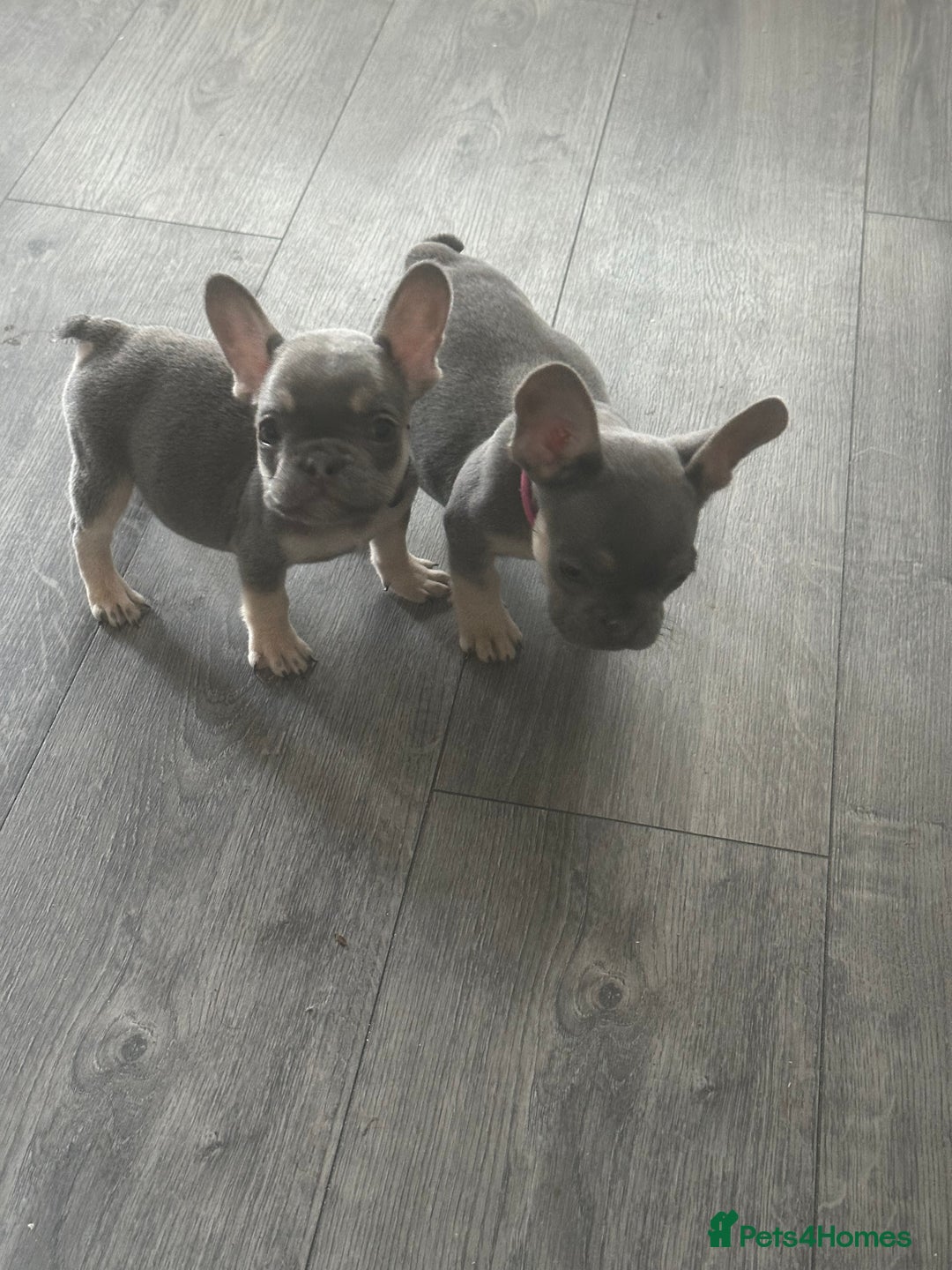 French Bulldog dogs for sale: French Bulldog Fur Babies  - Image 13