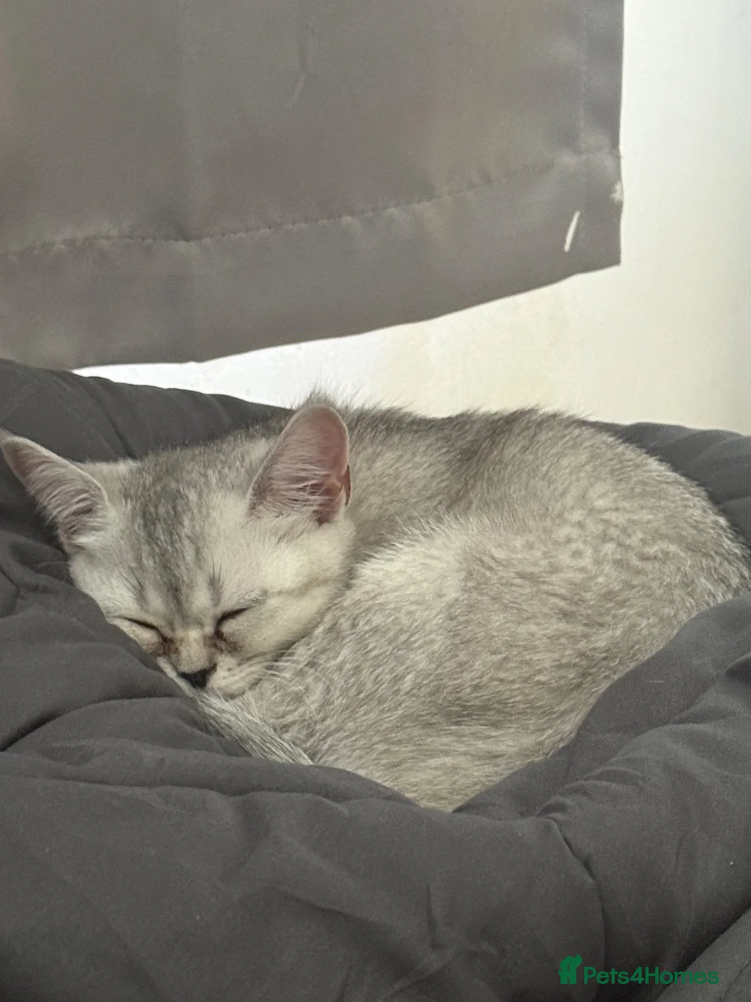 British Shorthair cats for sale: 8 month kitten  - Advert 5