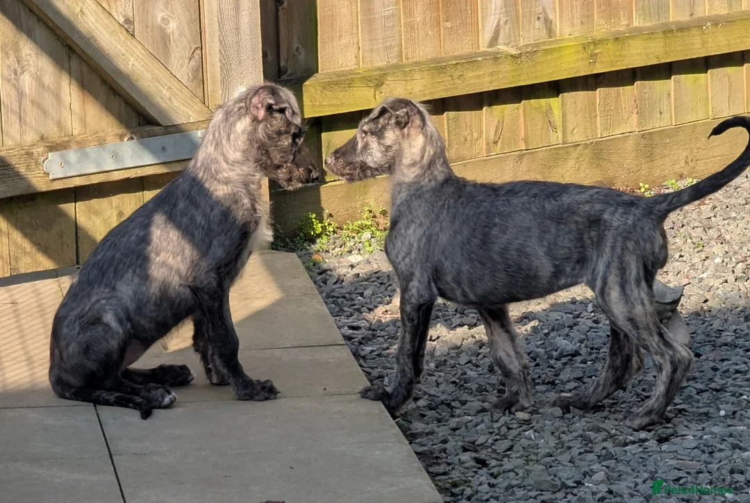 Deerhound dogs for sale: Deerhound/wolfhound pups - Advert 2
