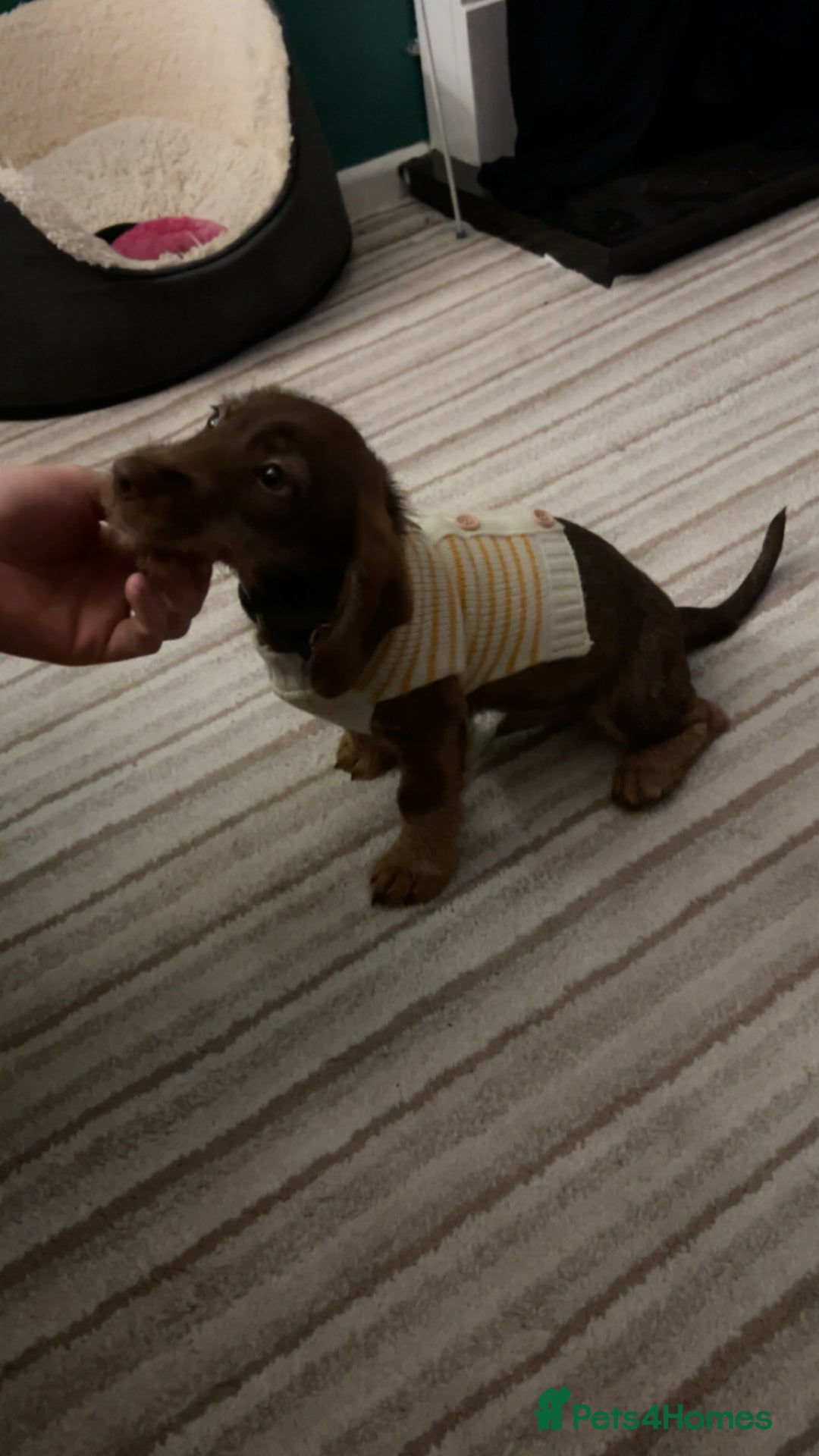 Dachshund dogs for sale: Wirehaired dachshund for sale - Image 4