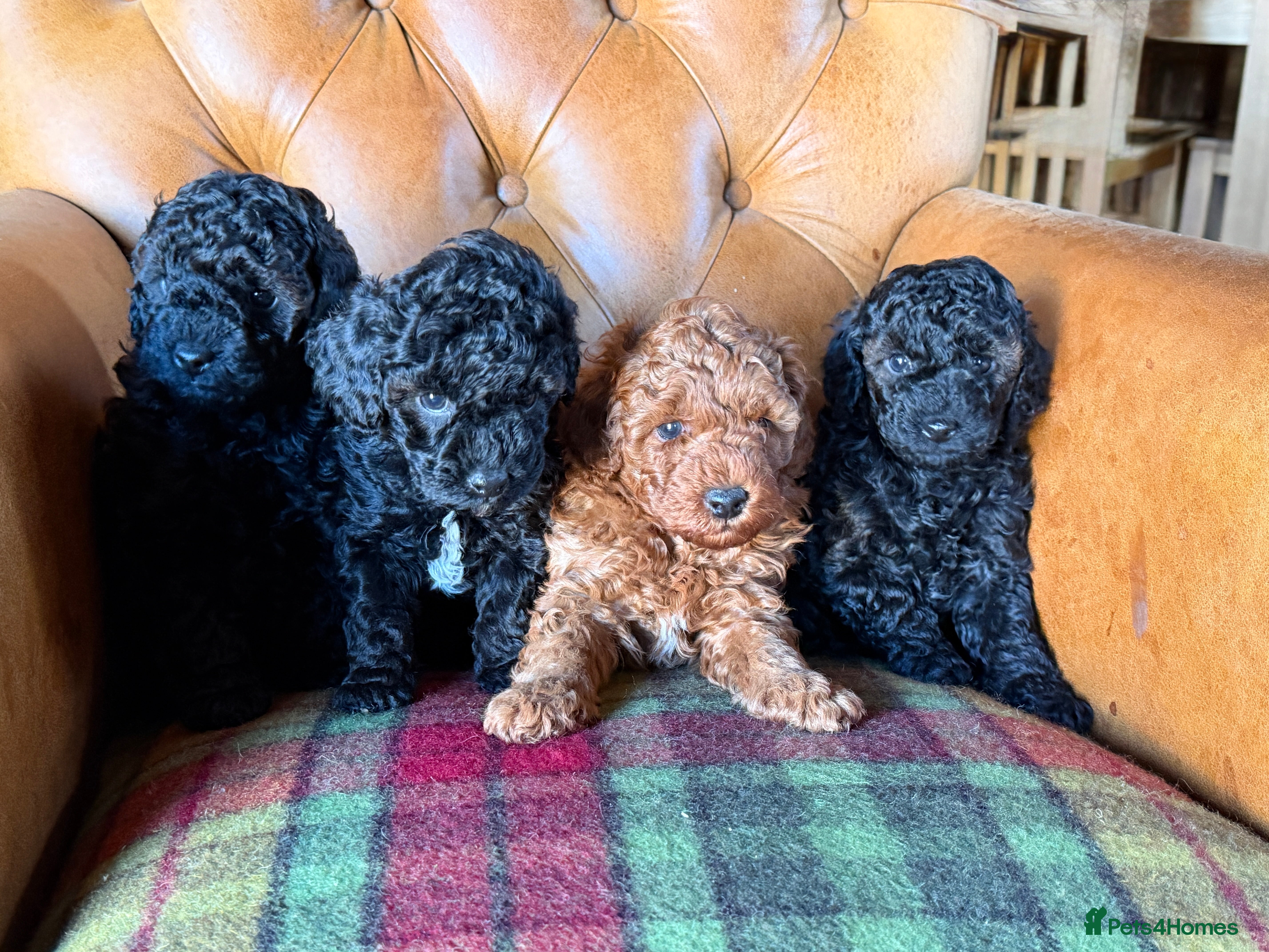 Toy Poodle dogs Toy poodle puppies  - Advert 10