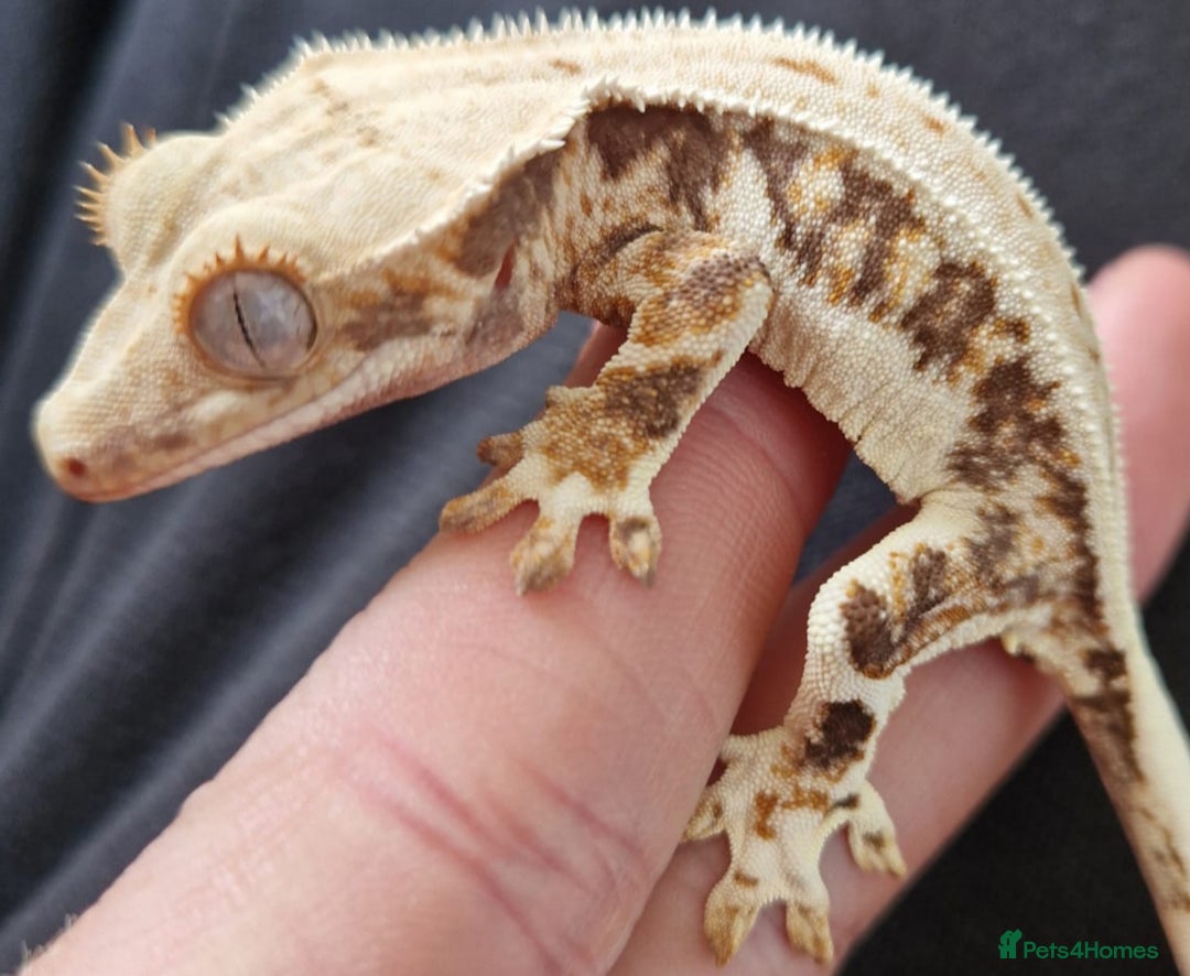Gecko reptiles for sale: Juvenile Crested Geckos - Image 20