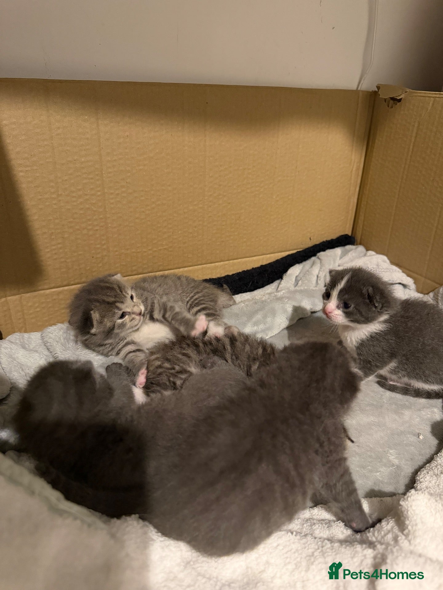 Mixed Breed cats Maine coone kittens 🐈‍⬛  - Advert 1