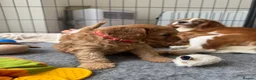 Cavapoo dogs for sale: Extensively Health tested F1 Cavapoo🐾 puppies - Advert 15