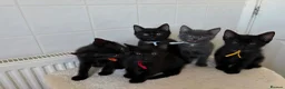 Domestic Shorthair cats for sale: 4 adorable kittens looking for new homes - Advert 11